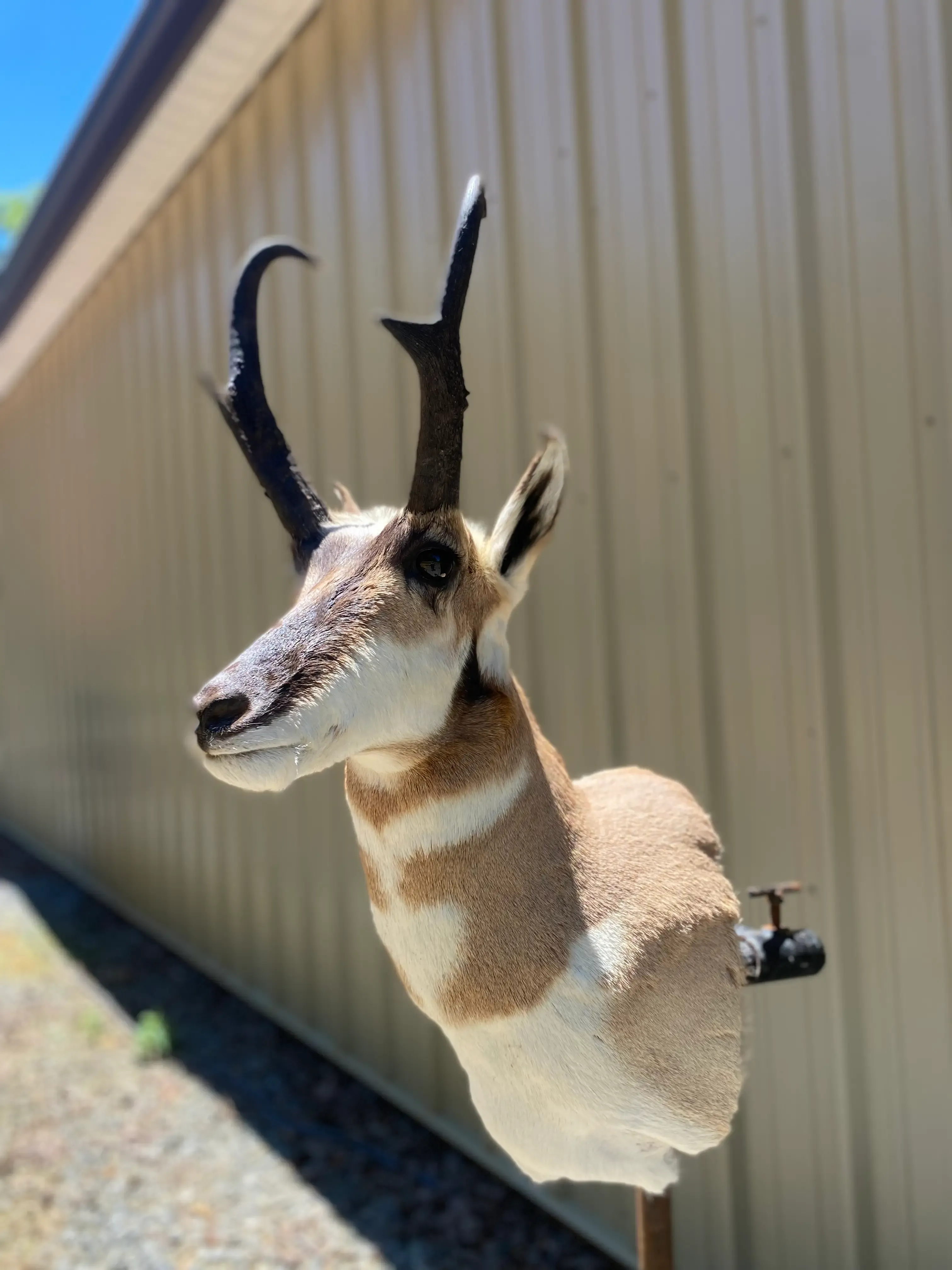 A stuffed antelope is sitting on a pole in front of a building.