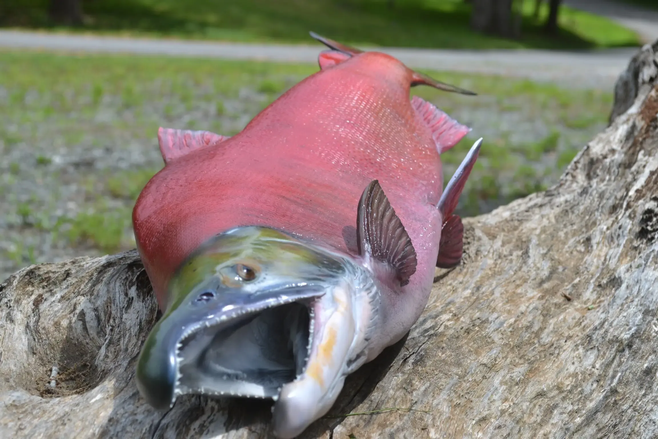 A salmon is laying on a rock with its mouth open.
