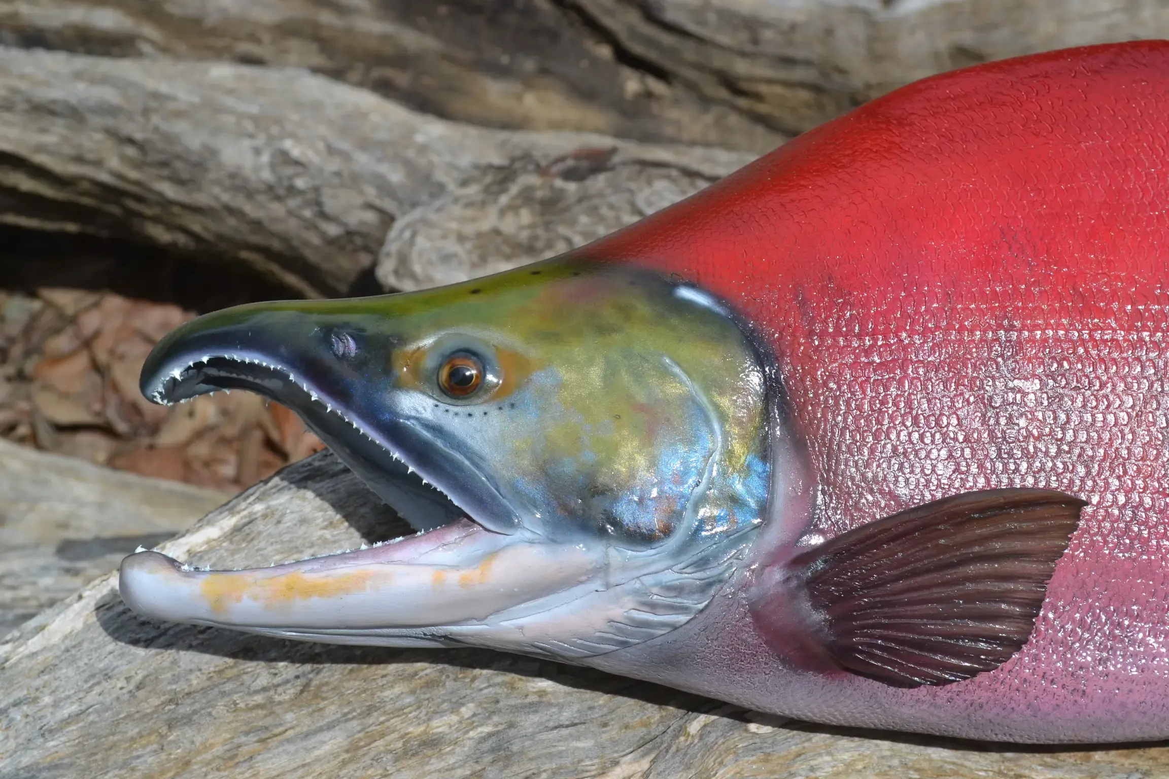 A close up of a red fish with its mouth open