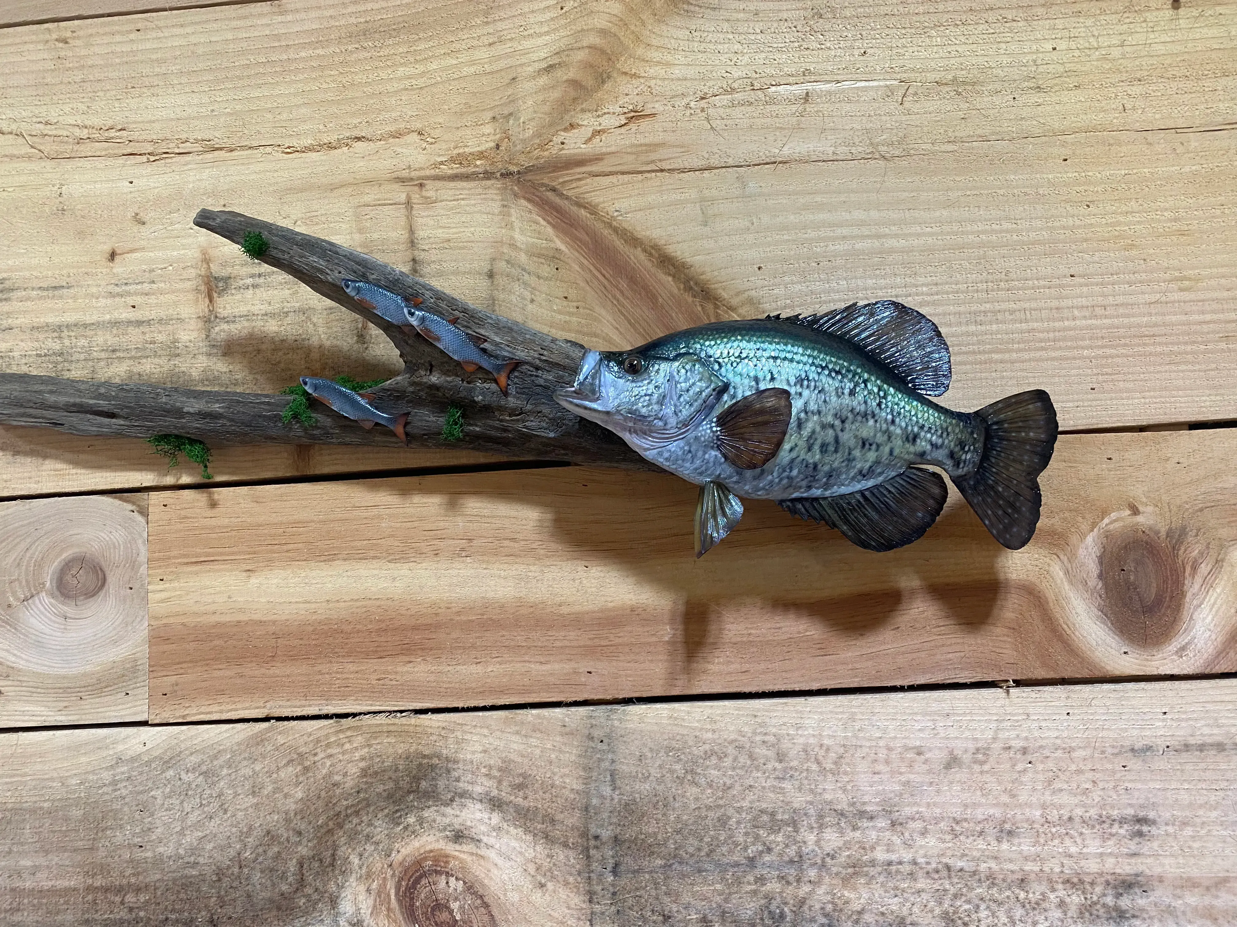 A fish is hanging on a piece of wood.
