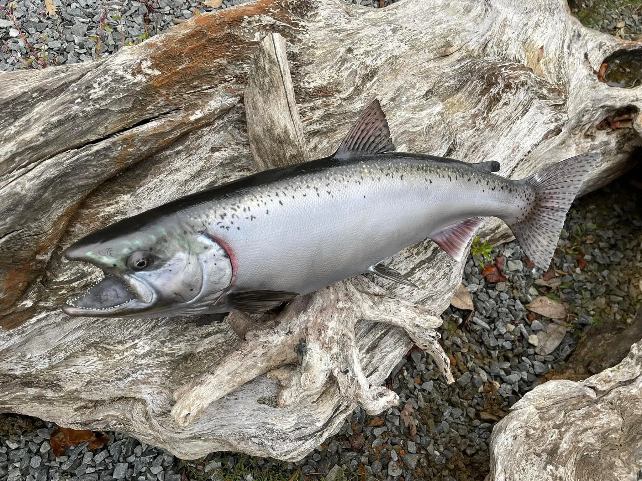A fish is laying on top of a piece of driftwood.