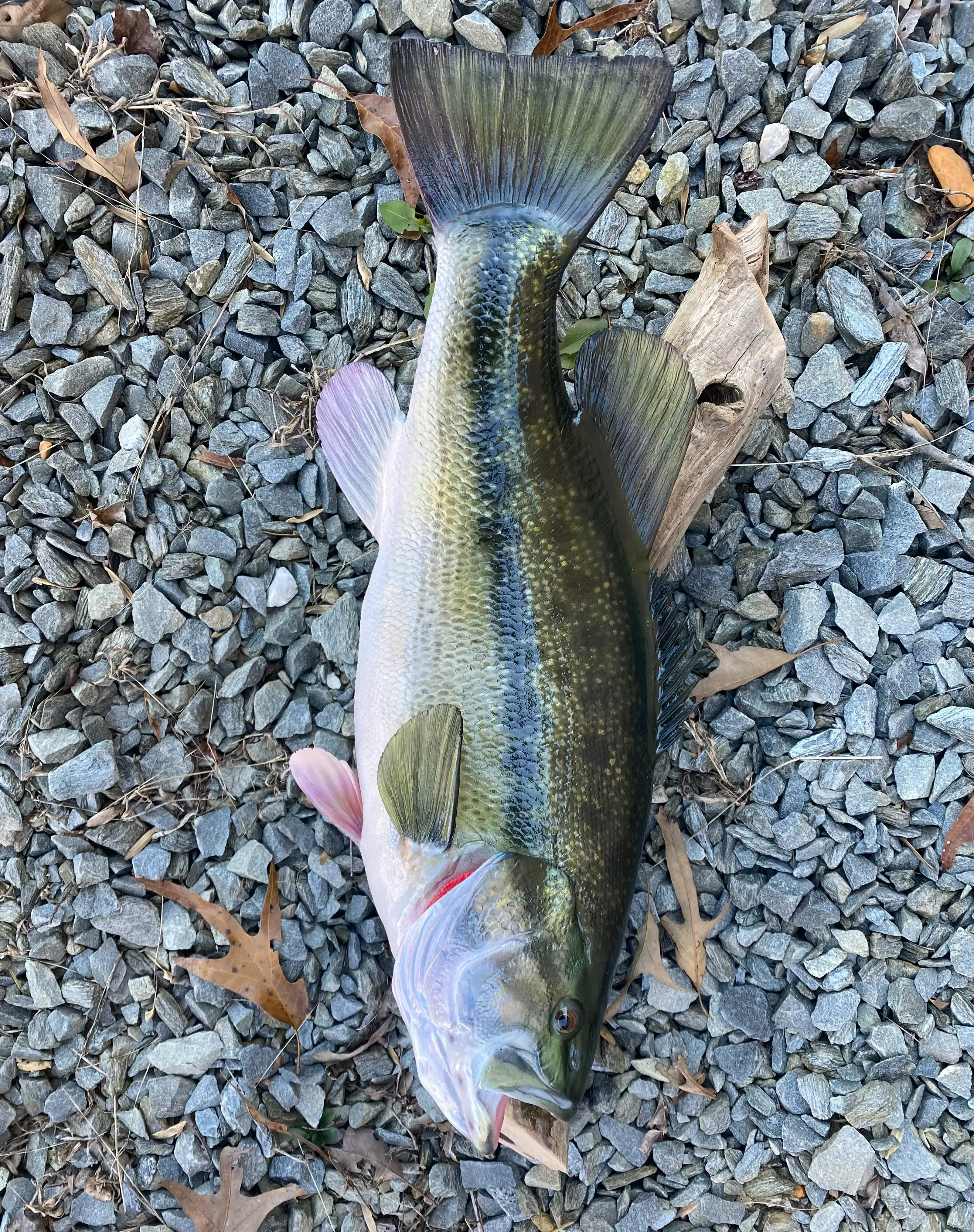 A large fish is laying on top of a pile of gravel.