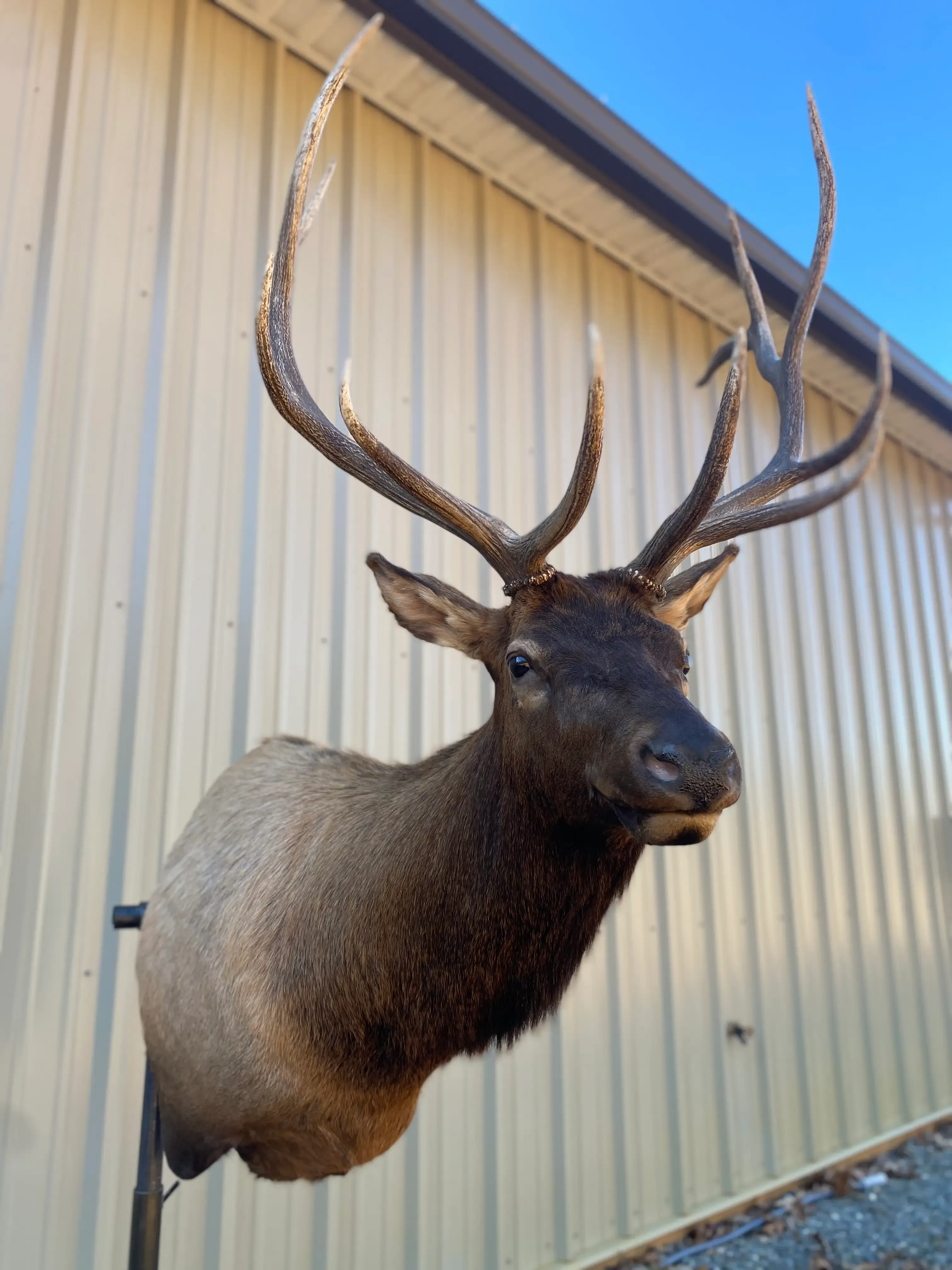 A deer head is hanging on a pole in front of a building