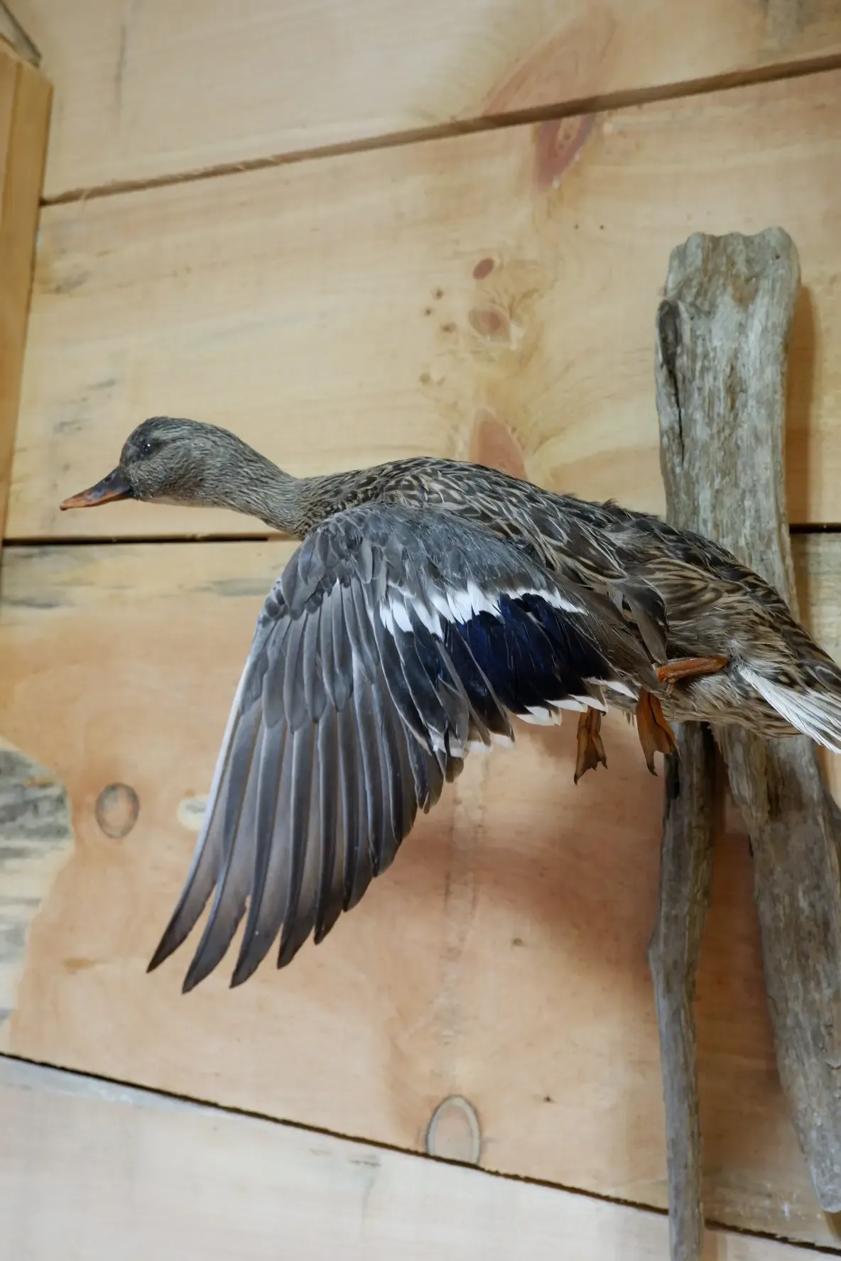 A stuffed duck is hanging on a wooden wall.
