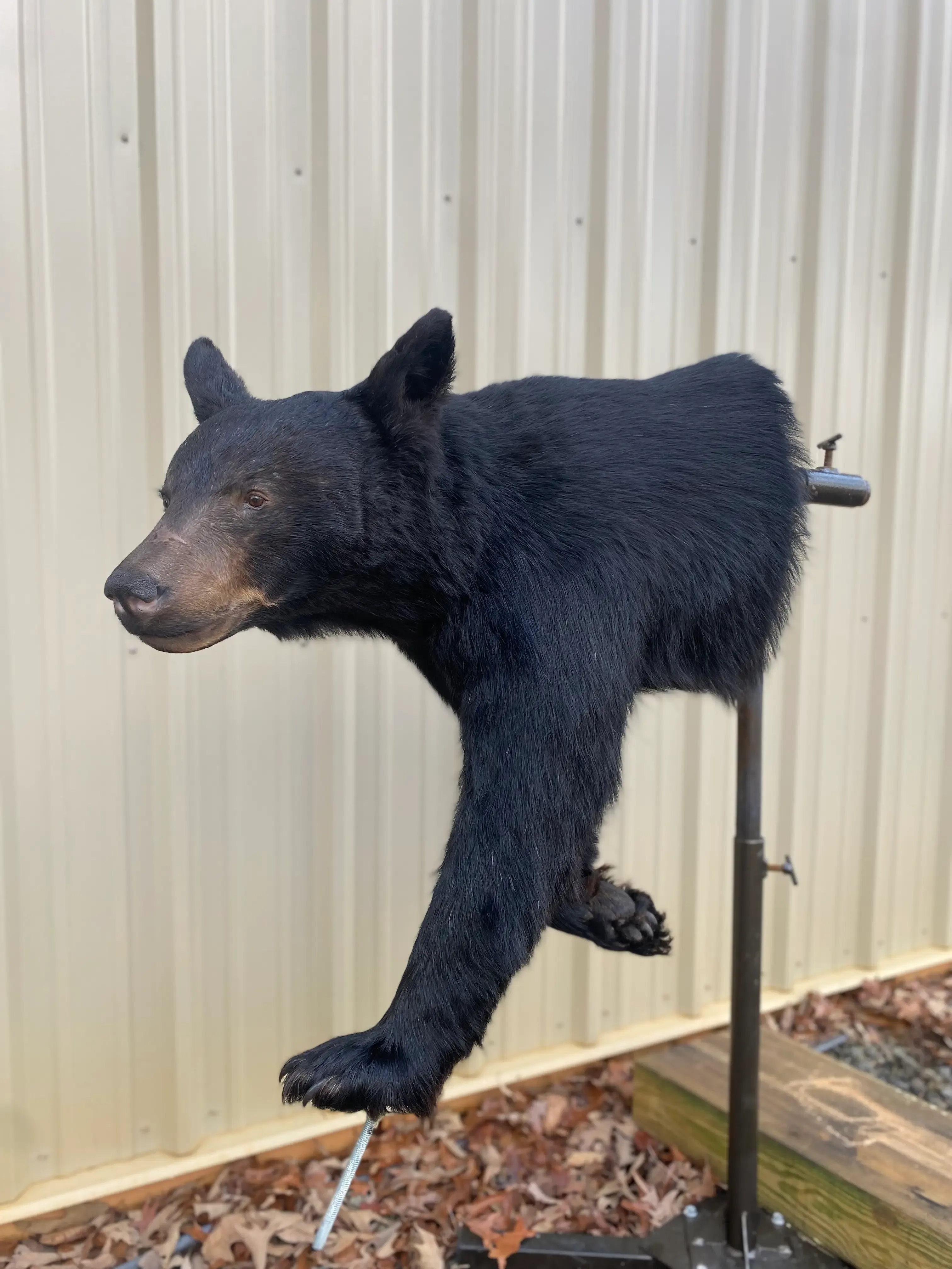 A black bear is sitting on top of a metal pole.