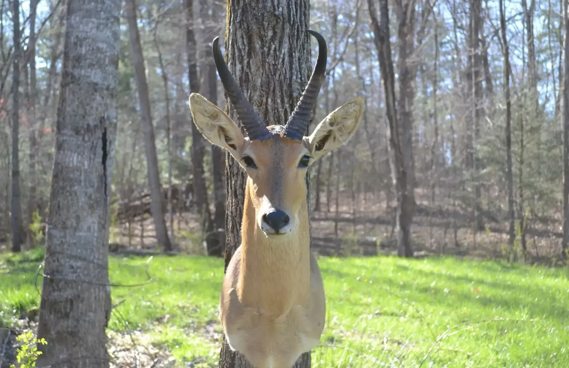 A deer is standing next to a tree in the woods.