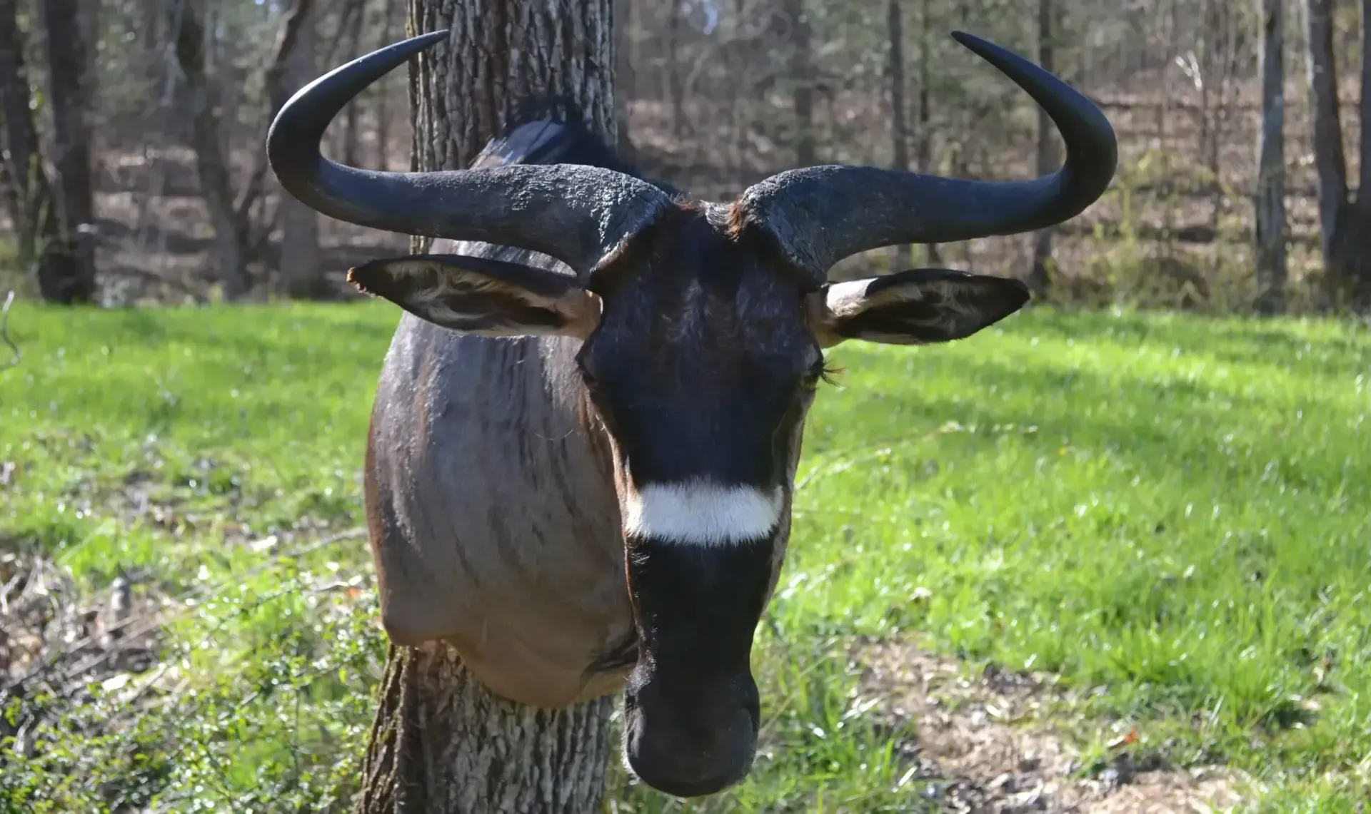 A bull with long horns is standing next to a tree in a field.
