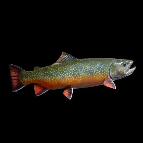 A trout is swimming in the water on a black background.