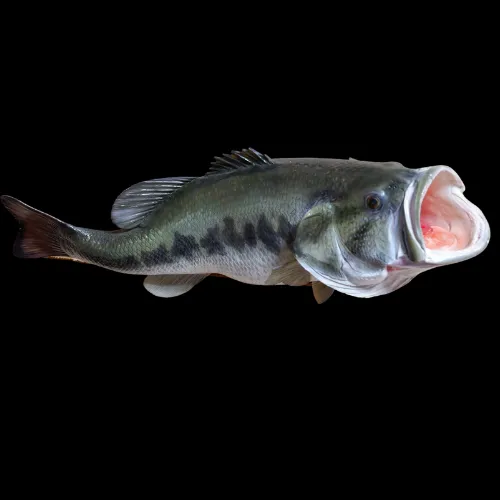 A large fish with its mouth open on a black background.