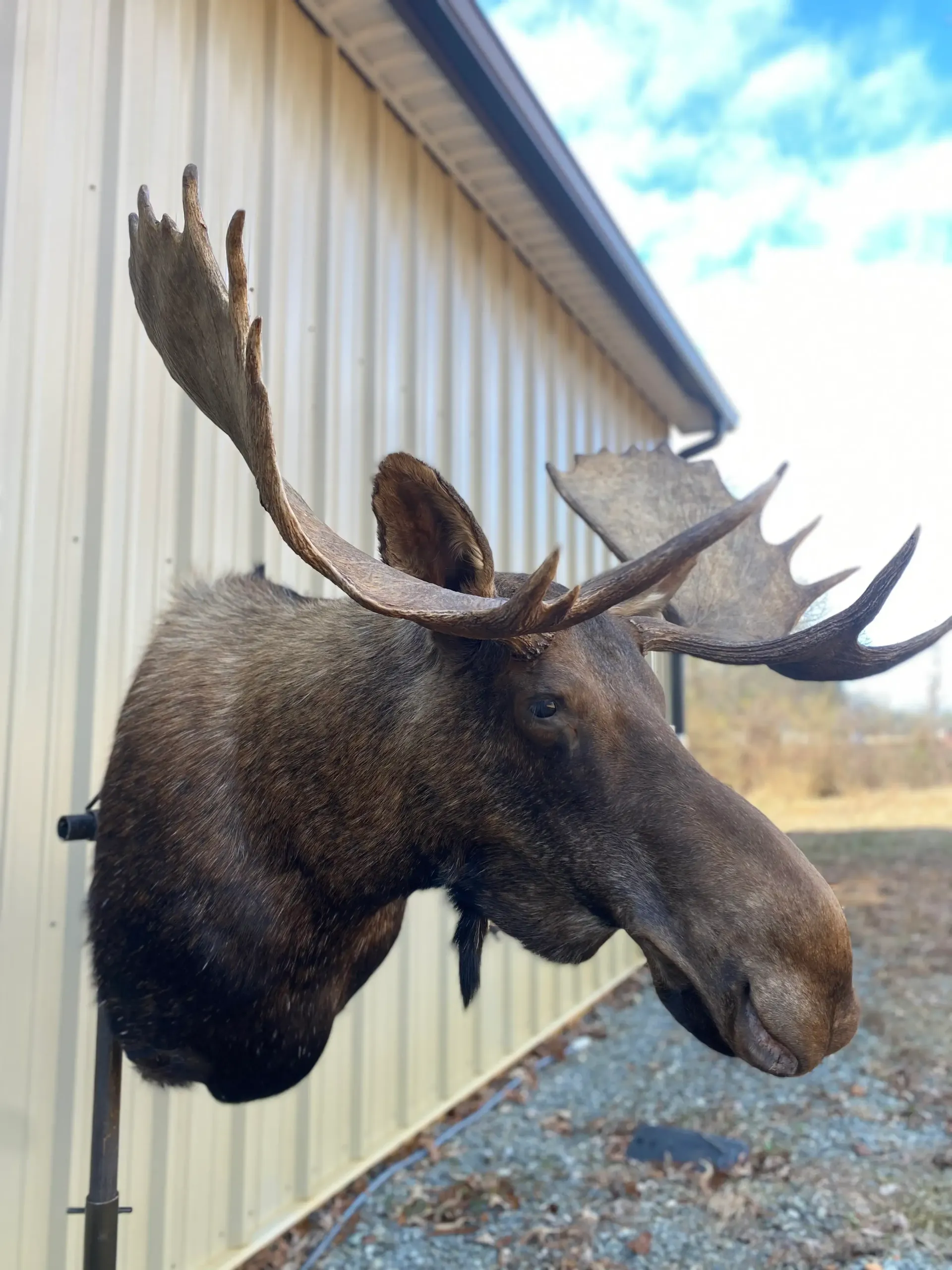 A moose 's head is mounted on the side of a building