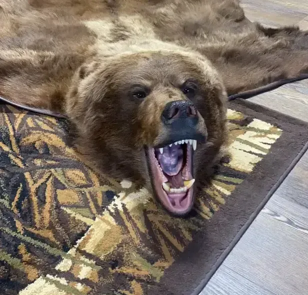 A brown bear laying on a rug with its mouth open