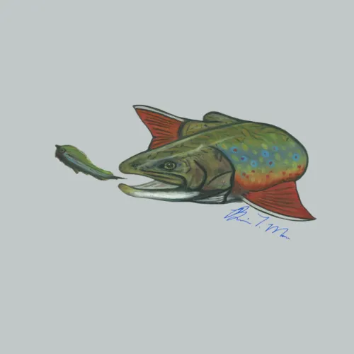 A drawing of a fish with a fly in its mouth