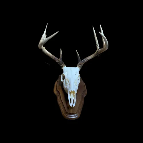 A deer skull is mounted on a wooden plaque on a black background.
