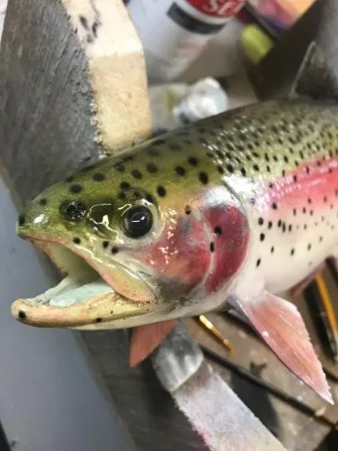 A close up of a rainbow trout with its mouth open.