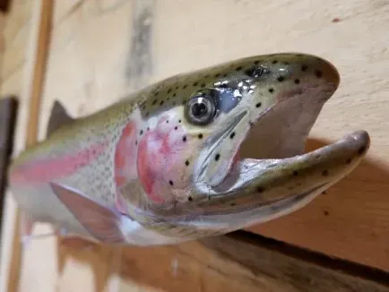 A rainbow trout is hanging on a wooden wall.