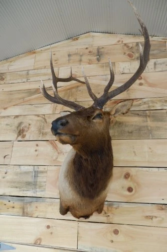 A deer head is hanging on a wooden wall.