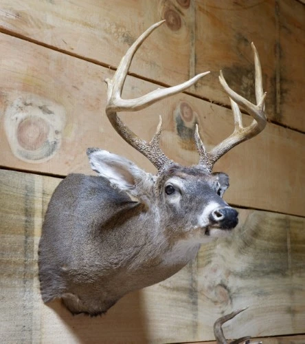 A deer head is hanging on a wooden wall.