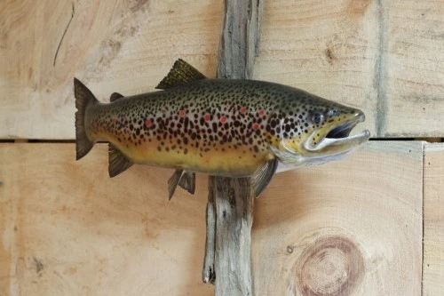 A brown trout is hanging on a piece of driftwood on a wooden wall.