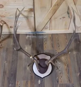 A pair of deer antlers hanging on a wooden wall.