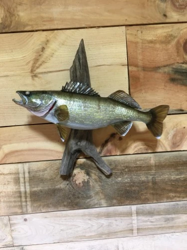 A fish is sitting on a piece of wood on a wooden wall.
