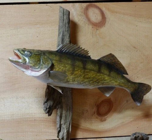 A fish is hanging on a piece of wood with its mouth open