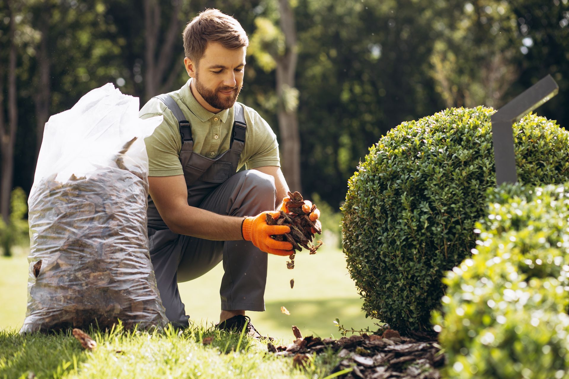 Professional tree trimming by Gills Tree Service, enhancing landscape health and beauty.
