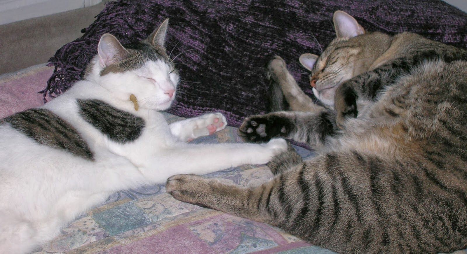 two cats