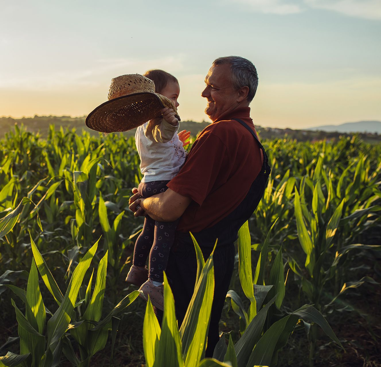 Grandfather holds a young child in a cornfield at sunset.