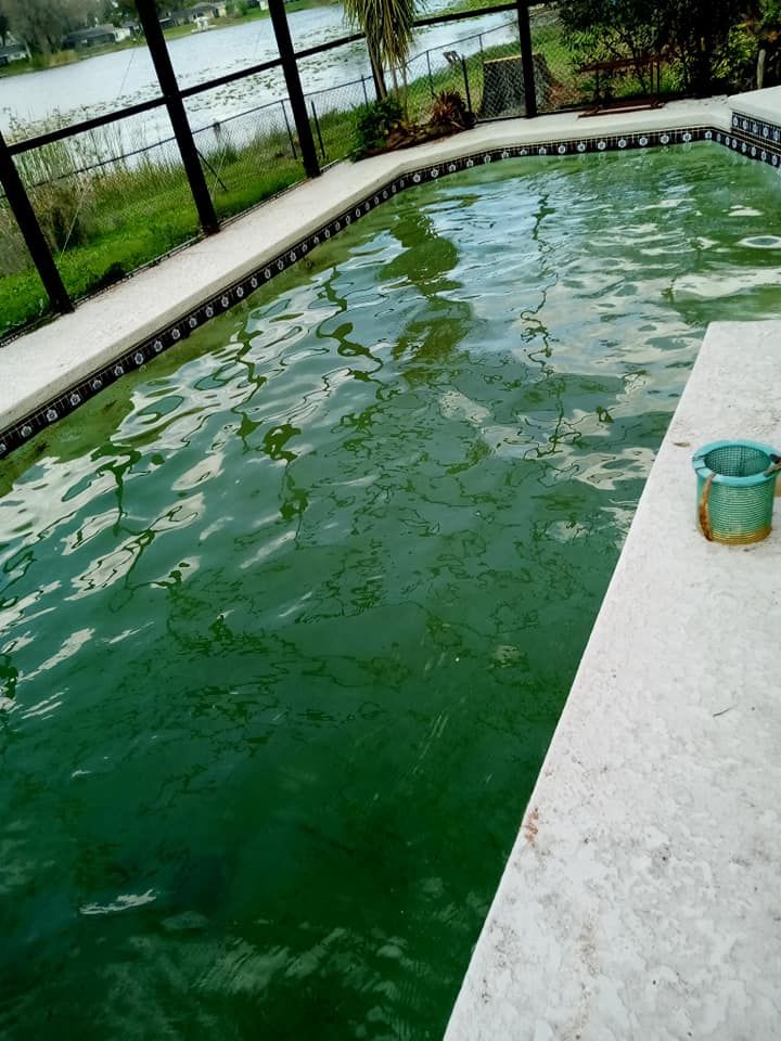 Green, algae-filled swimming pool with a white concrete deck and a teal bucket. Background of a lake and screen enclosure.
