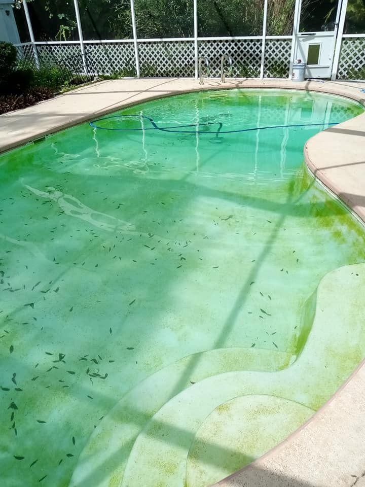 Green algae-filled swimming pool with visible steps, surrounded by a concrete deck and a white-screened enclosure.