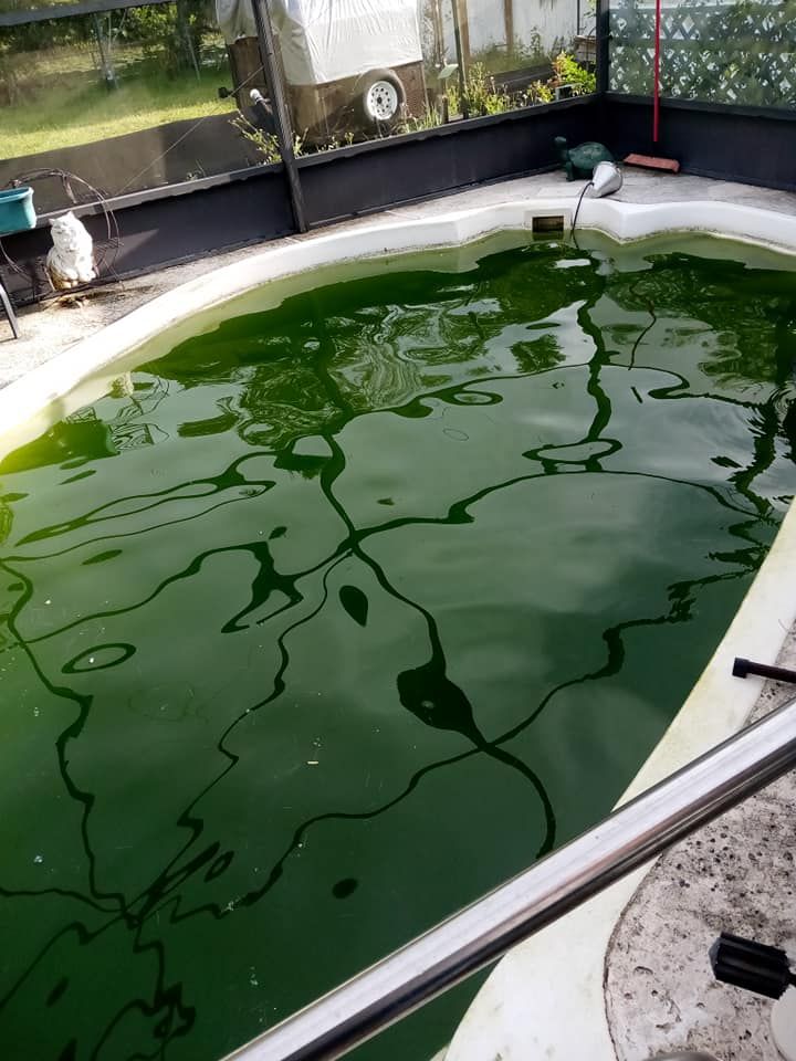 Green algae-filled pool, white curved border, black edging, outdoor setting with a trailer in background.