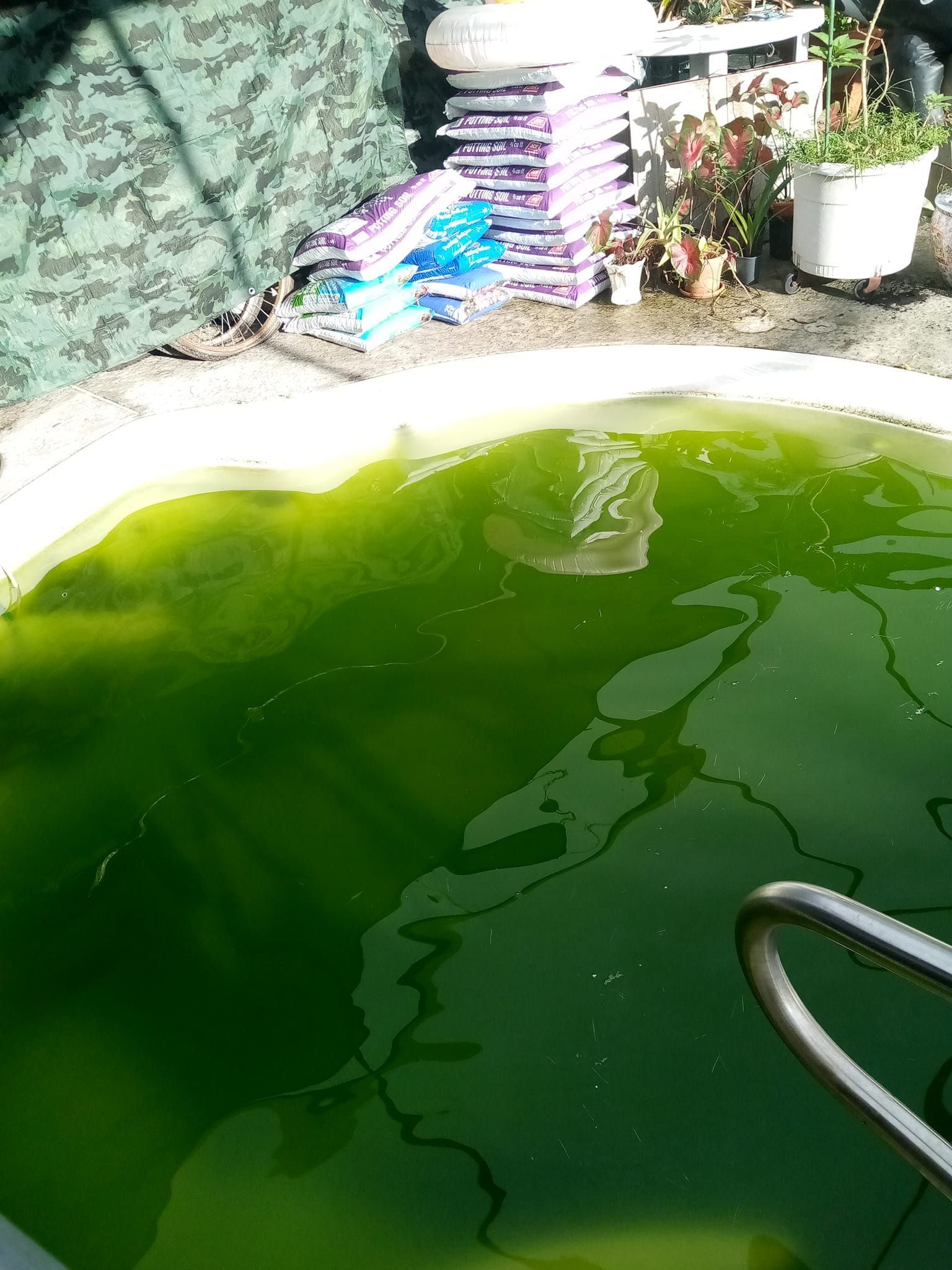 Green, algae-filled pool with a metal handrail, in an outdoor setting.