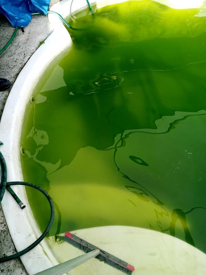 Green, algae-filled water in a white tub, with a pool brush and hose nearby.