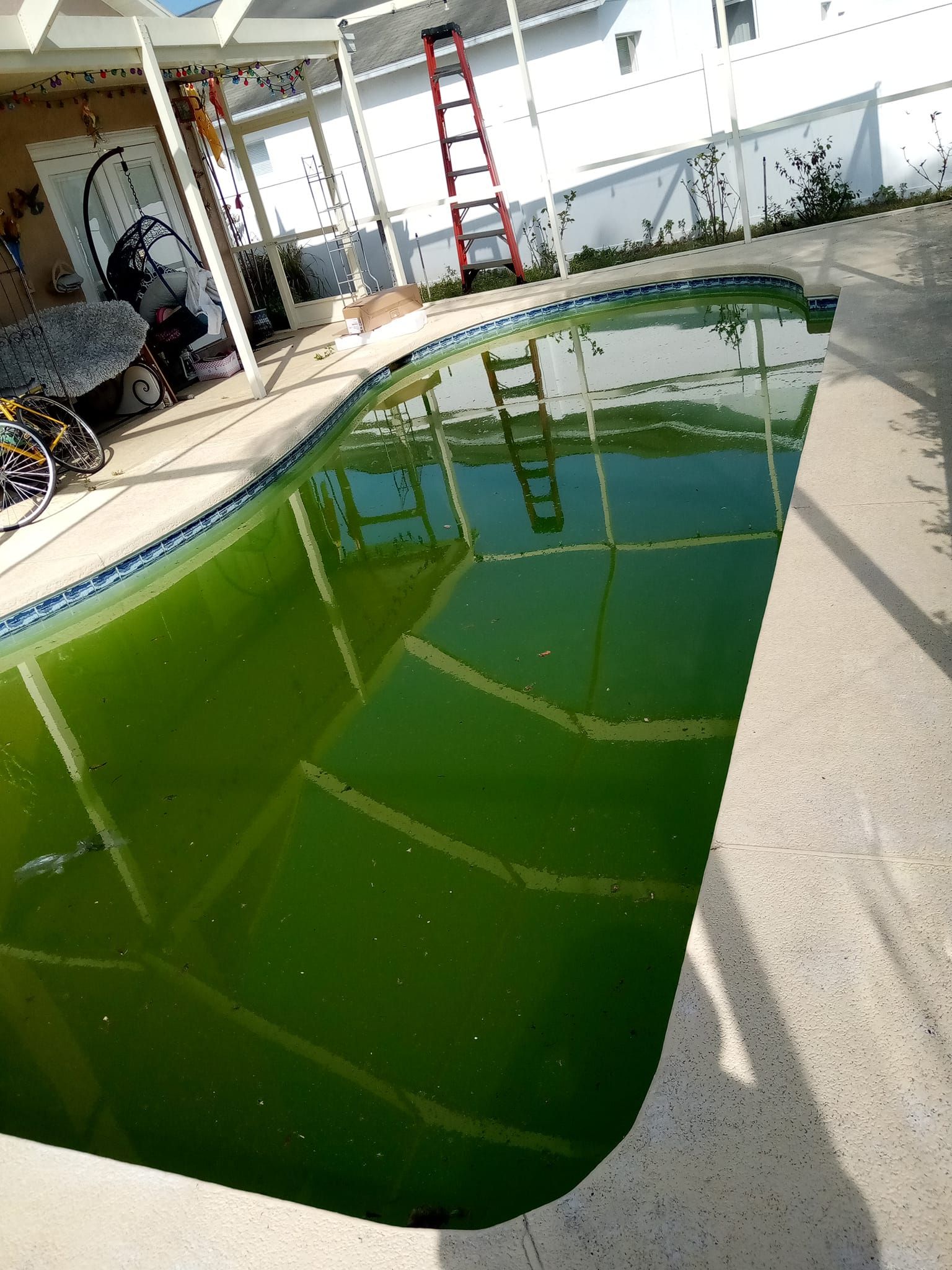 Green pool with ladder and white enclosure.