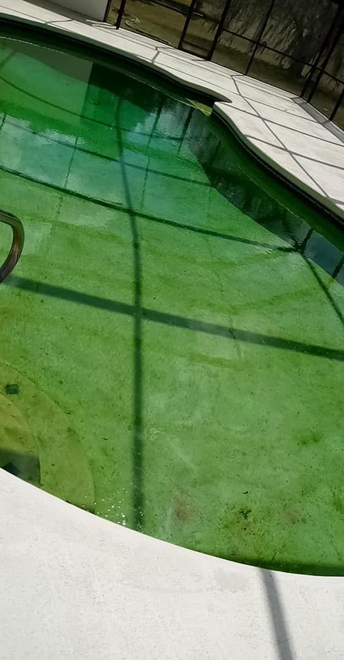 Green algae-filled pool with a white edge and grid-patterned tiles. Sunlight casts shadows.