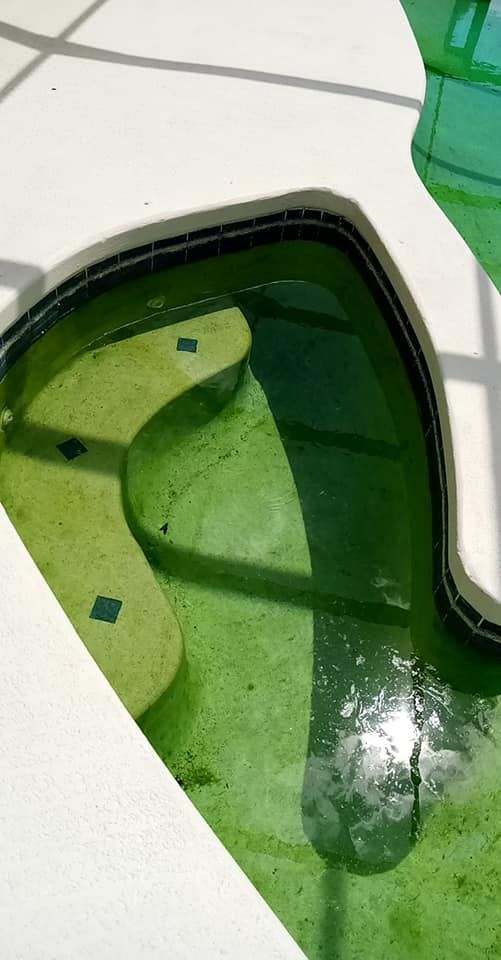 Green algae-filled pool with curved steps and black tile edging, set against a white deck.