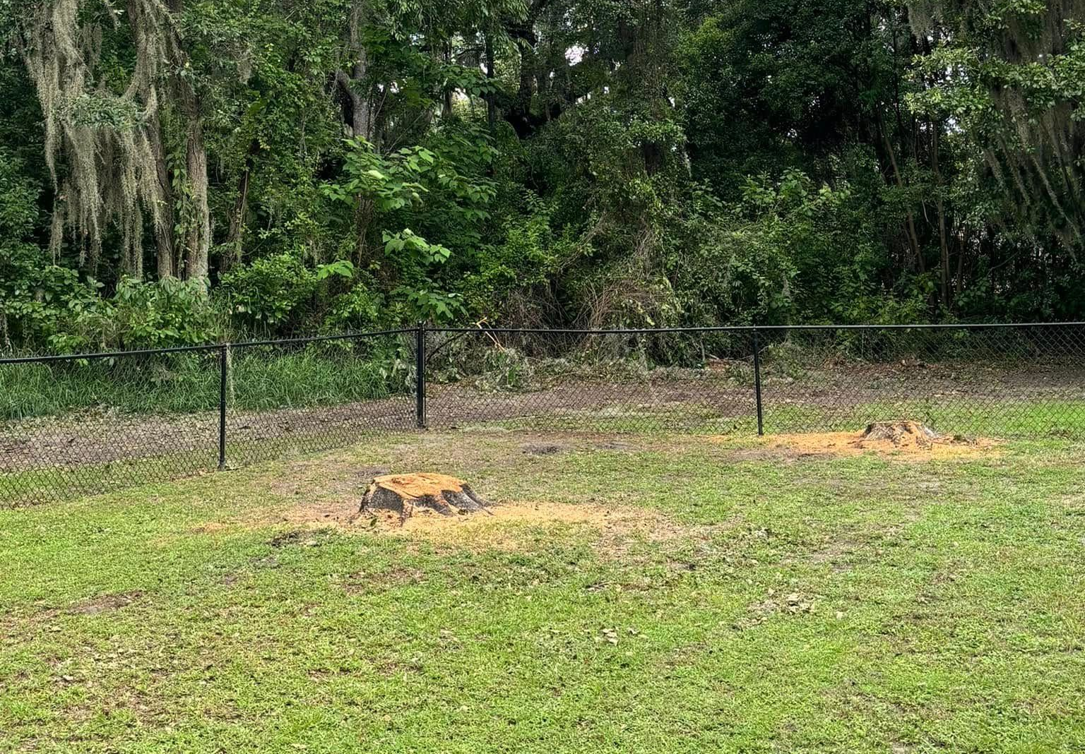 Two tree stumps in a grassy yard near a black chain-link fence, with wooded area in the background.
