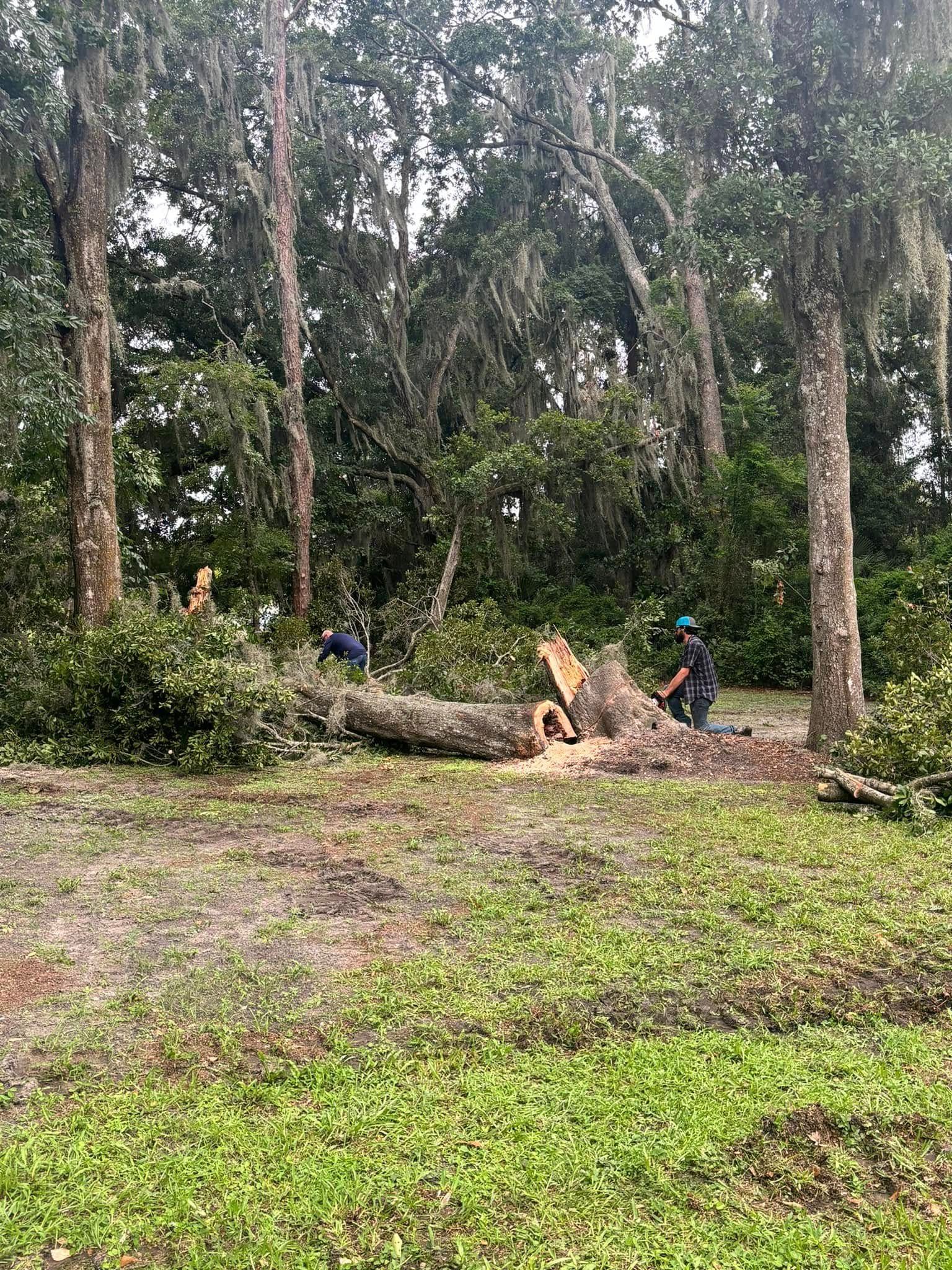 Two people cutting a fallen tree in a grassy area surrounded by trees.