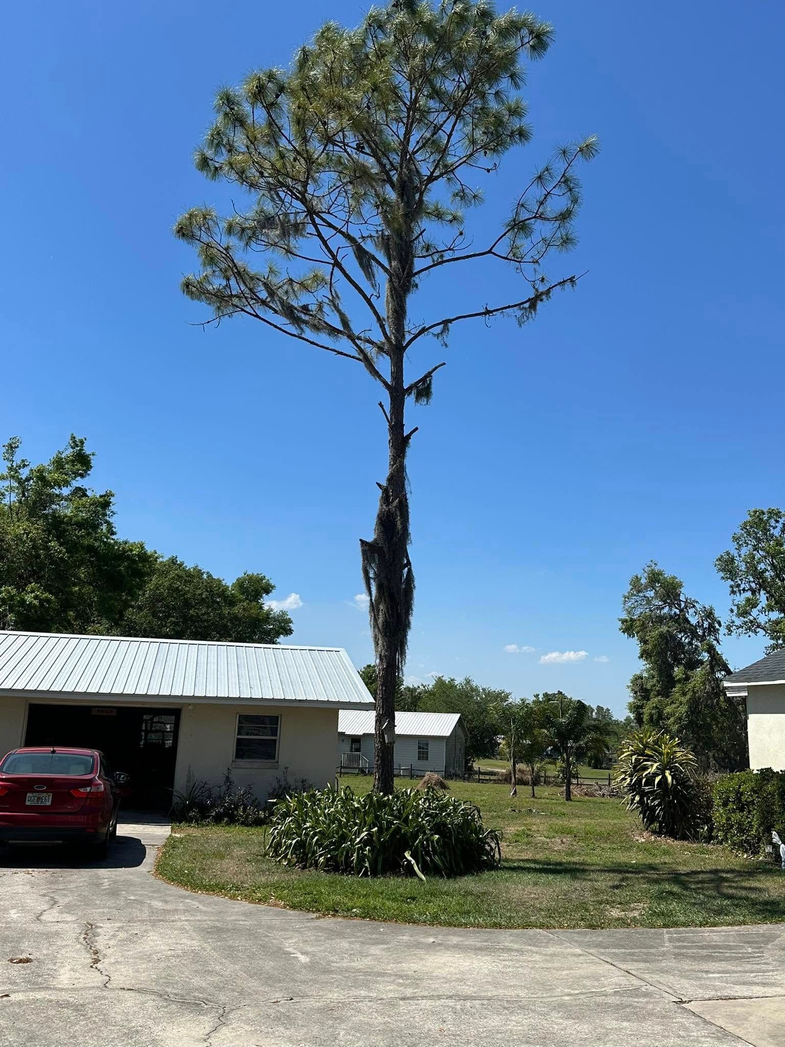 Tall tree in a yard, next to buildings with cars. Clear blue sky.