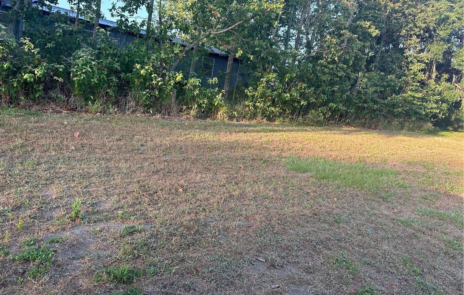 Grassy yard with brown and green patches, trees and fence in the background.
