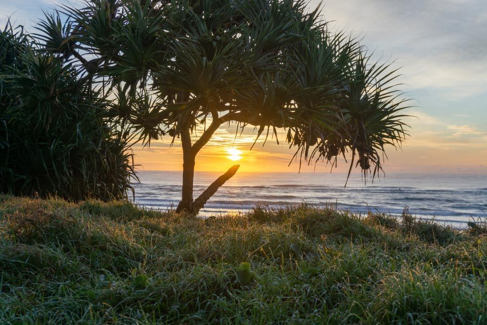 A Sunset Over The Ocean With A Tree In The Foreground — Professional Painters in Lennox Head, NSW