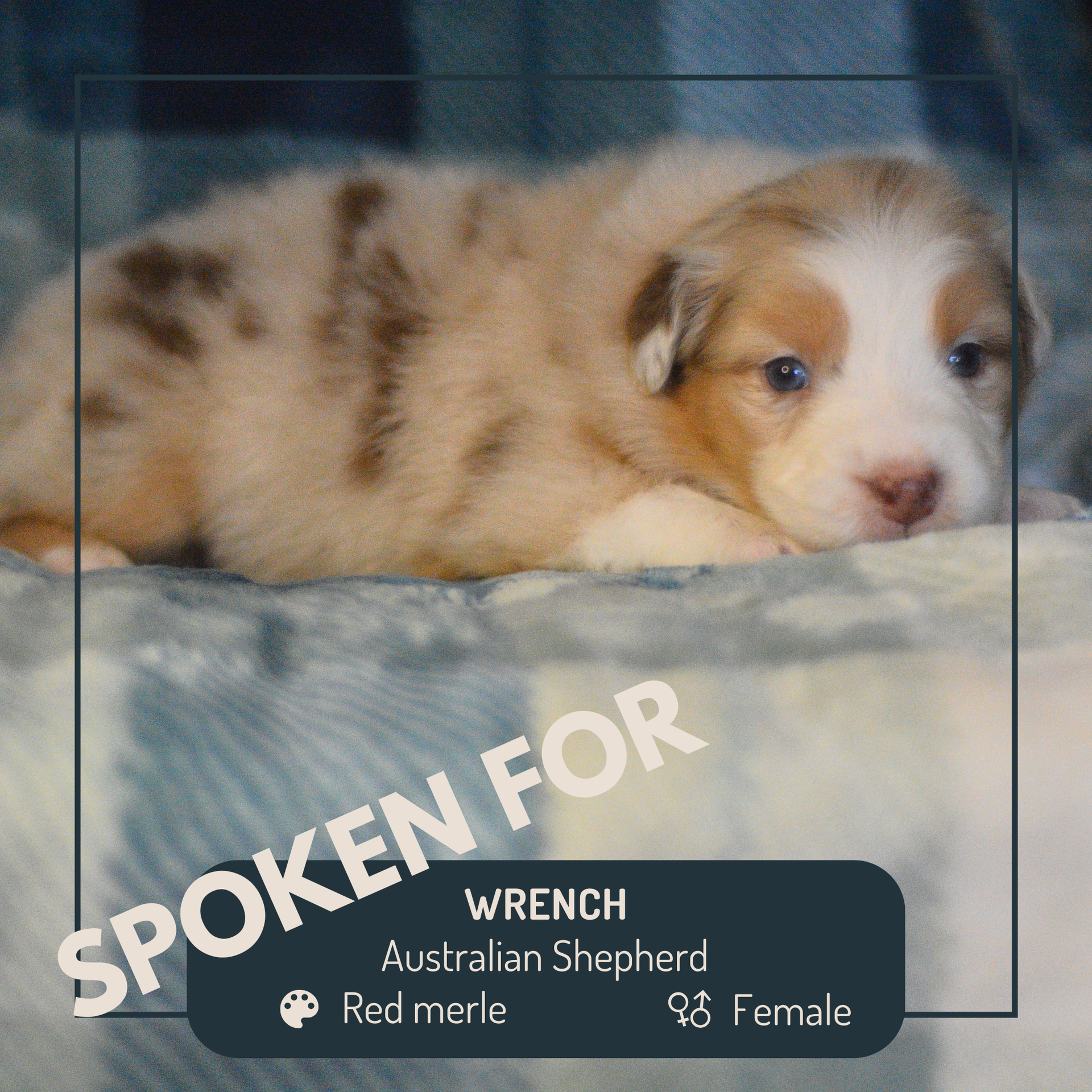 Australian Shepard Puppies | PTK Ranch