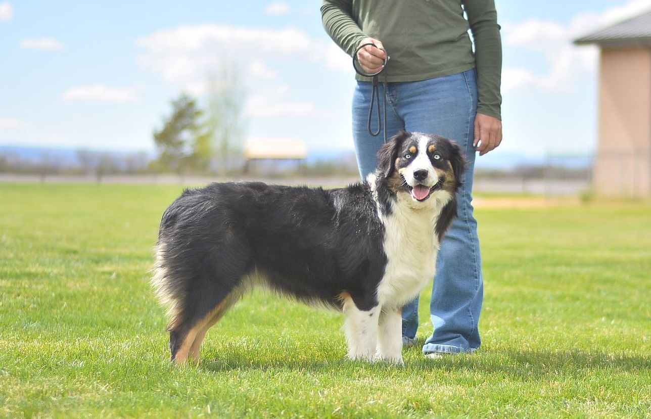 A black and white poodle is walking on a leash in a field. Parent poodle