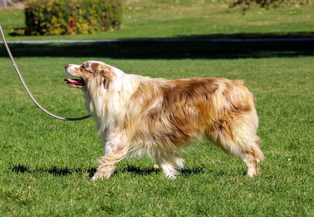 A brown and white aussiedoodle dog with blue eyes is looking at the camera.