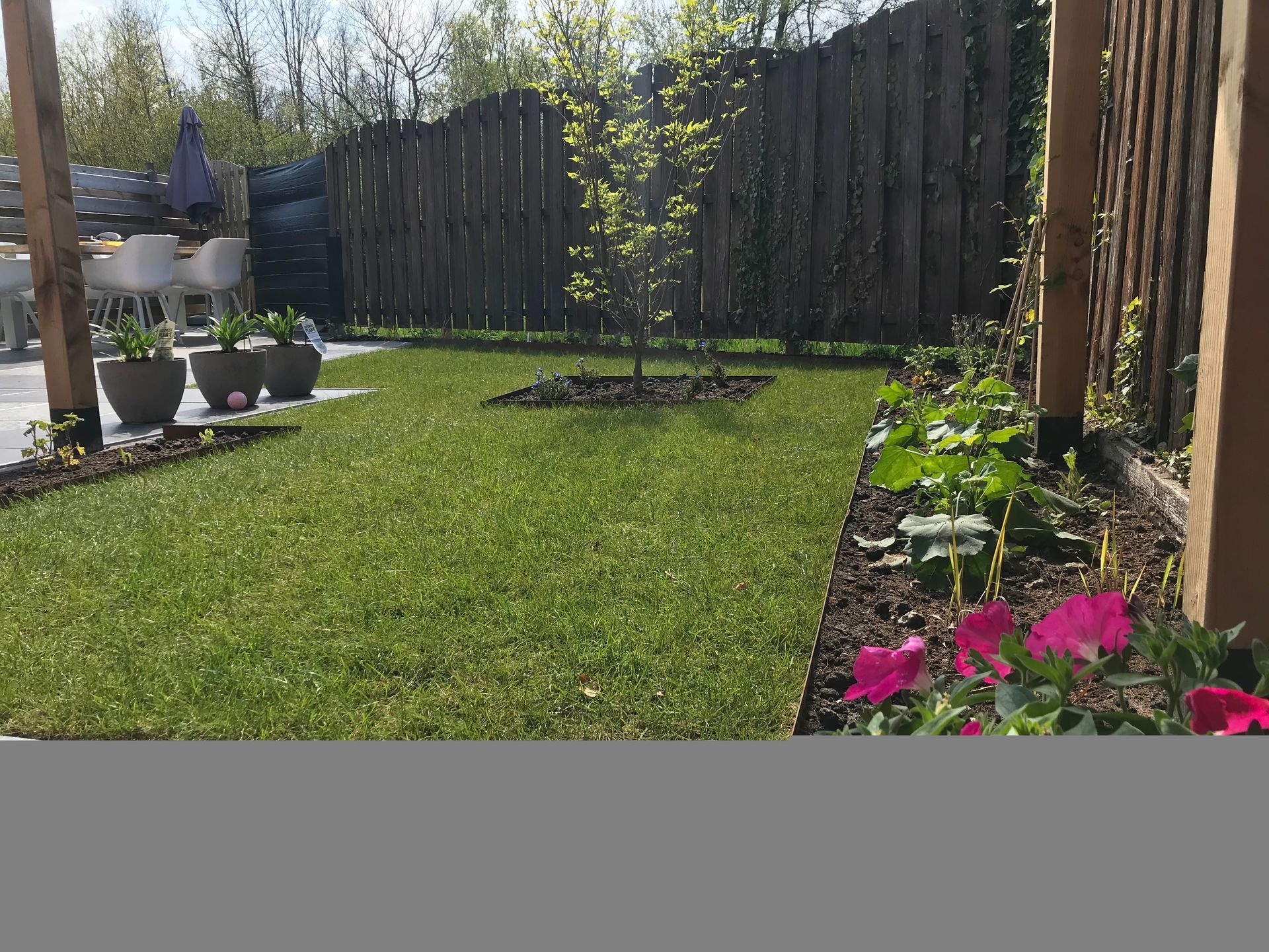Een achtertuin met een weelderig groen gazon, een houten schutting, een kleine boom en een bloembed met roze bloemen.