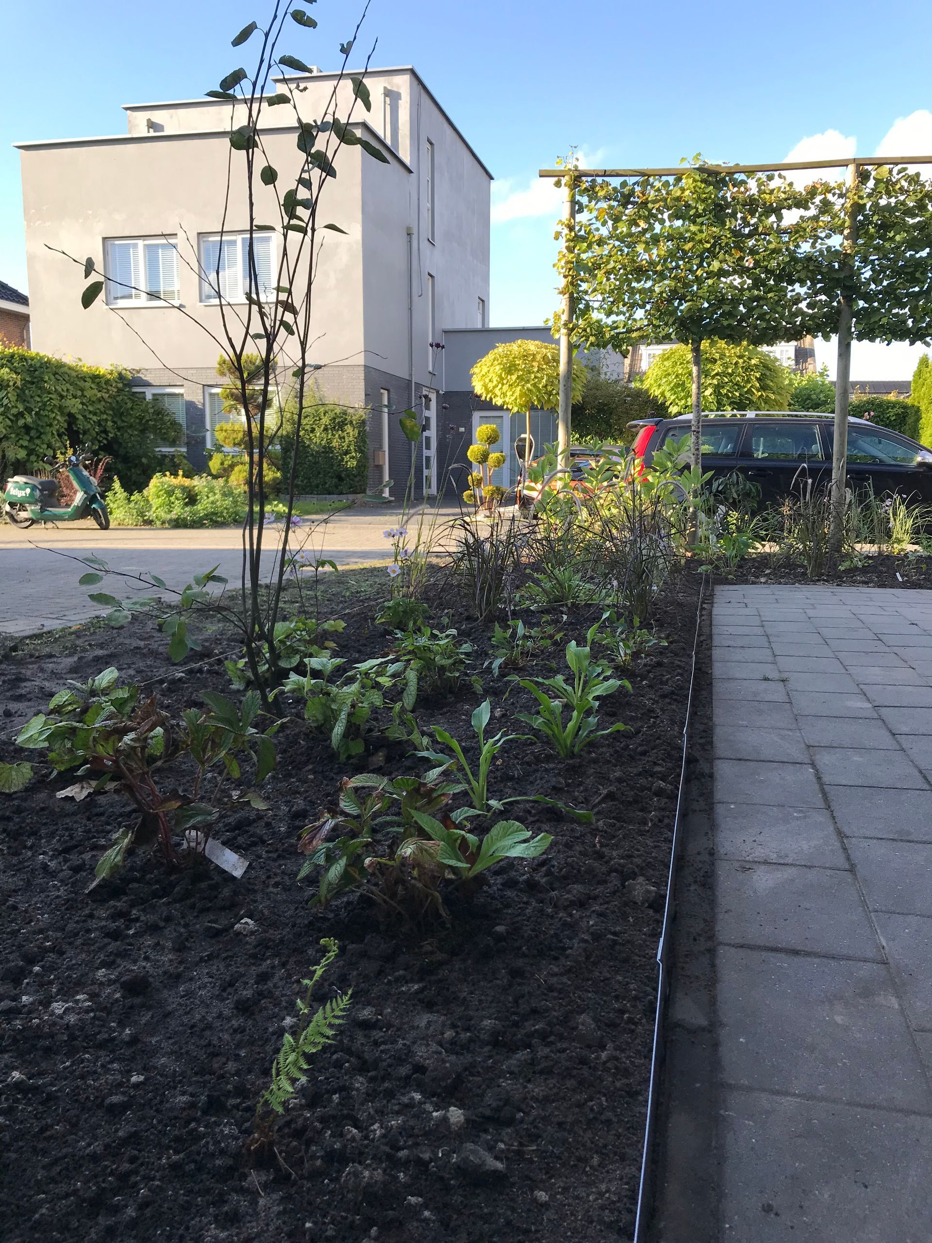 Een bloembed met jonge groene planten en donkere aarde, omzoomd door stenen bestrating, met een huis en bomen op de achtergrond.