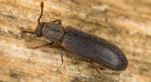 Powderpost beetle destroying wooden structure