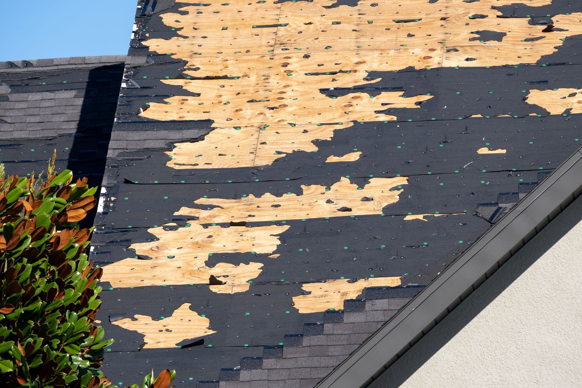 Damaged shingle roof with peeling tan coating and exposed dark patches near a bush and roof edge