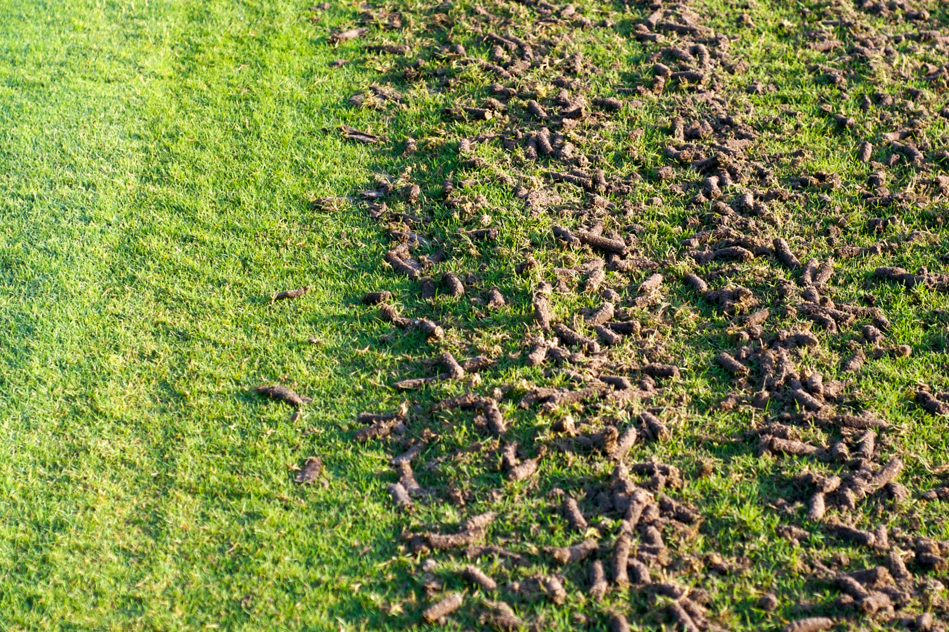 Fresh green grass beside a muddy, plowed strip of soil in a field