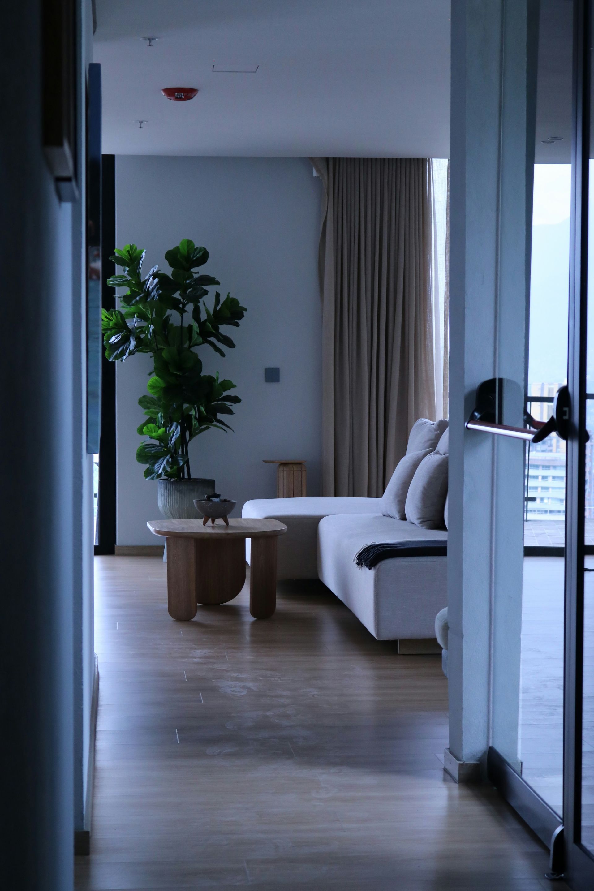 Modern living room with white couch, potted plant, and light wood floors.